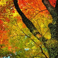 紅葉