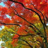 紅葉