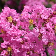 夏の花