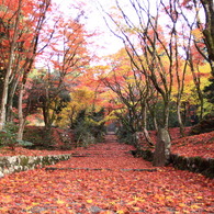 参道の紅葉②