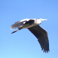 IMG_5216..2