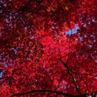 紅く燃ゆる