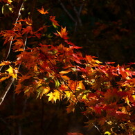 箕面の紅葉