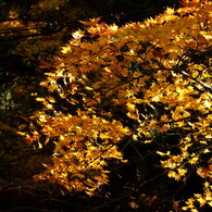 箕面の紅葉