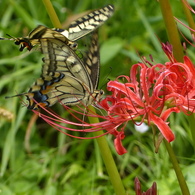 彼岸花とアゲハ