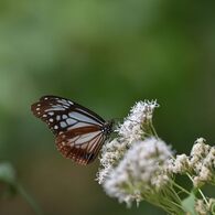 至福の時　DSC_3266