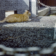 神社に巣食う猫