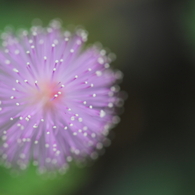 華・花火