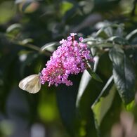 ブッドレアにスジグロシロチョウ　DSC_3882