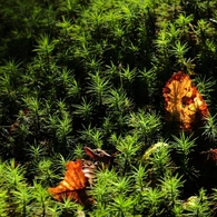 青苔枯葉