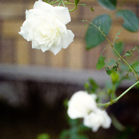 バラの花