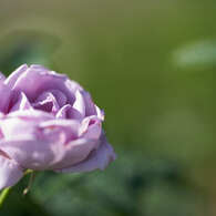 紫色のバラ。