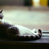 半野良猫