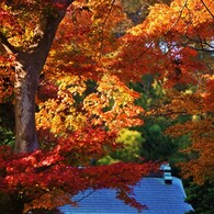 紅葉色に抱かれて