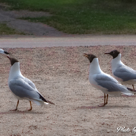 Black-headed Gull