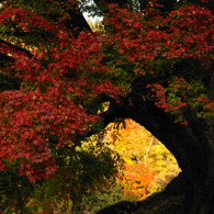 紅葉