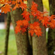 雨の紅葉　