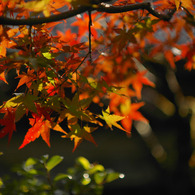 紅葉