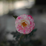 薔薇