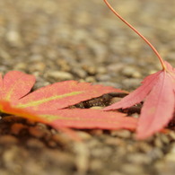 紅葉の落ち葉