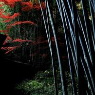 竹林の華