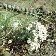 石垣の花　里屋敷前で