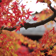 東福寺の紅葉１