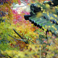 東福寺の紅葉２