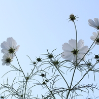 空色の花