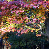 穏やかな色の紅葉