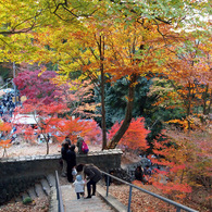 高尾山展望台付近の紅葉