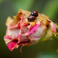 薔薇とてんとう虫