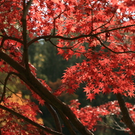 森林植物園の秋