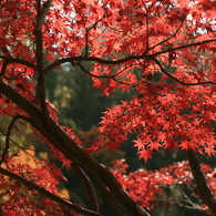 森林植物園の秋