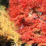 法隆寺の紅葉