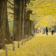 autumn for tokyoites 2019