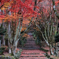 魅惑の参道