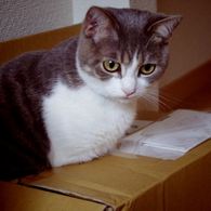 in the box