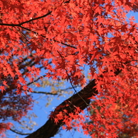 紅と青のコントラスト