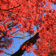 紅と青のコントラスト