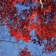 紅葉空２