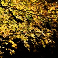 晩秋の午後