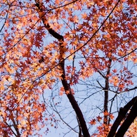 初冬紅葉