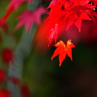 紅