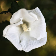 Datura inoxia