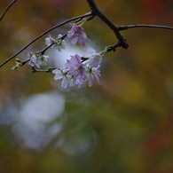 東福寺の紅葉５
