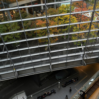 東京国際フォーラム　雨の紅葉