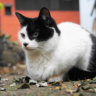 新宿の猫