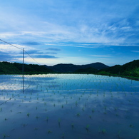 水田に写る空（愛媛県松山市滝本）旧北条