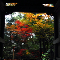 もみじ寺１